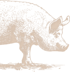 pig