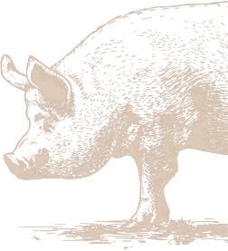 pig